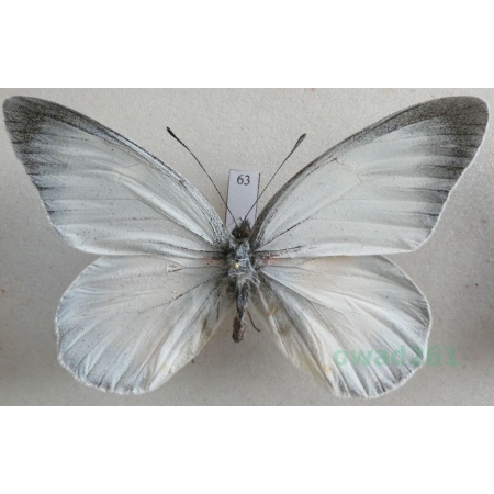 Delias zebuda Hewitson, 1862 male Indonesia, Sulawesi63